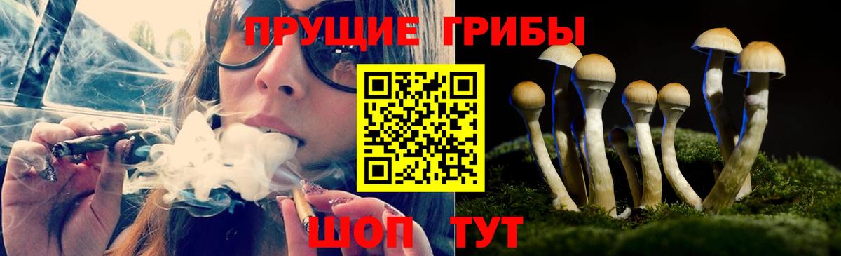 Галлюциногенные грибы Psilocybe Богородск